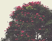 African Tulip Trees